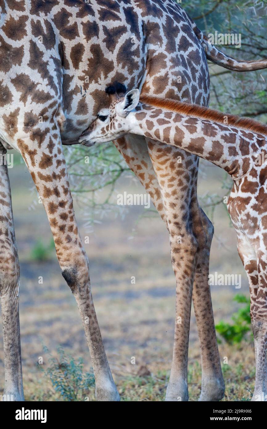 Africa, Tanzania. A young giraffe suckles. Stock Photo
