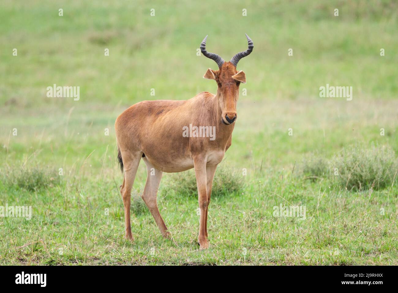 Africa, Tanzania. Portrait of a Coke's hartebeest Stock Photo Alamy