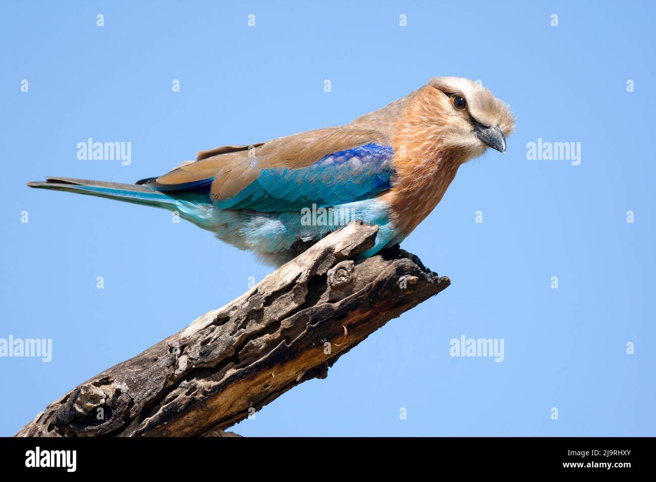 Africa, Tanzania. Portrait of a rufous-crowned roller. Stock Photo