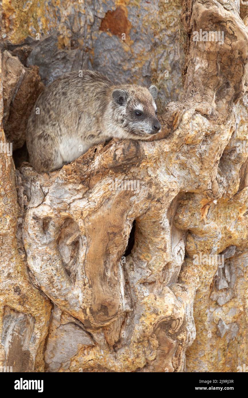 Africa, Tanzania. A tree hyrax peeks out from a hole in a tree. Stock Photo