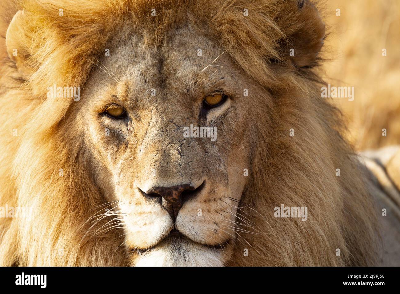 Male lion headshot hi-res stock photography and images - Alamy