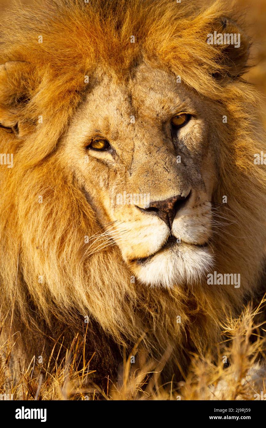 Headshot of a lion hi-res stock photography and images - Alamy