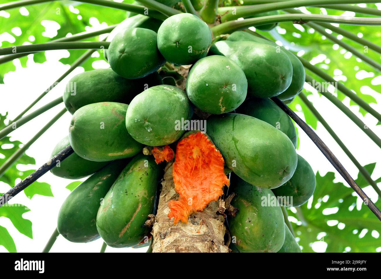 Eaten by the bats hires stock photography and images Alamy