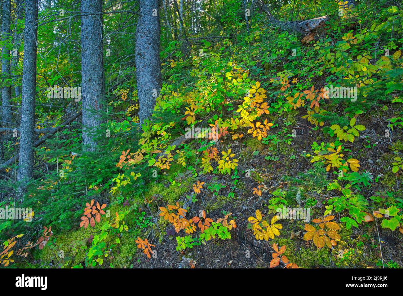 Canada, Manitoba, Duck Mountain Provincial Park. Forest scenic Stock