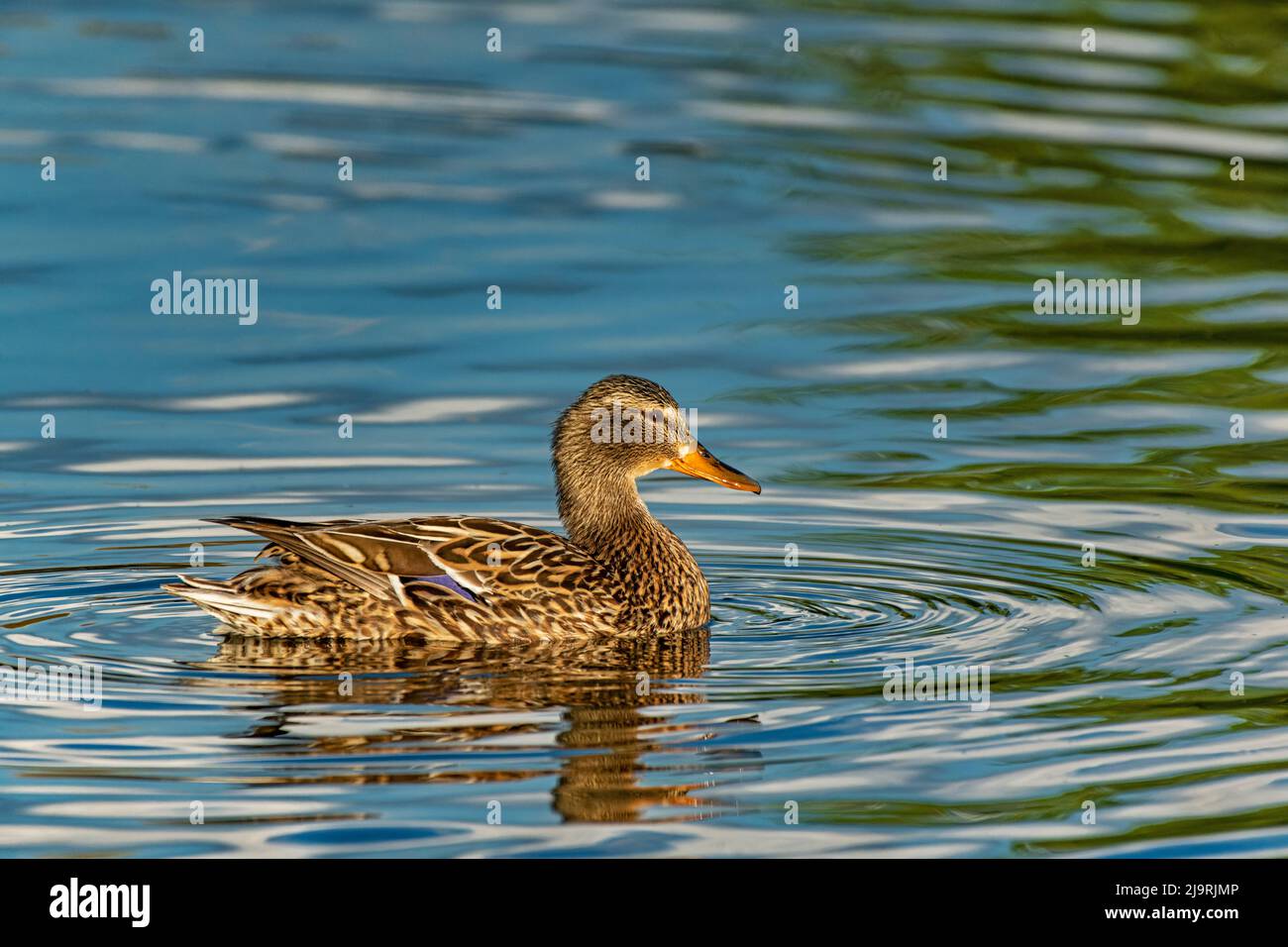 Canada, Manitoba, Winnipeg. Mallard duck female in water Stock Photo