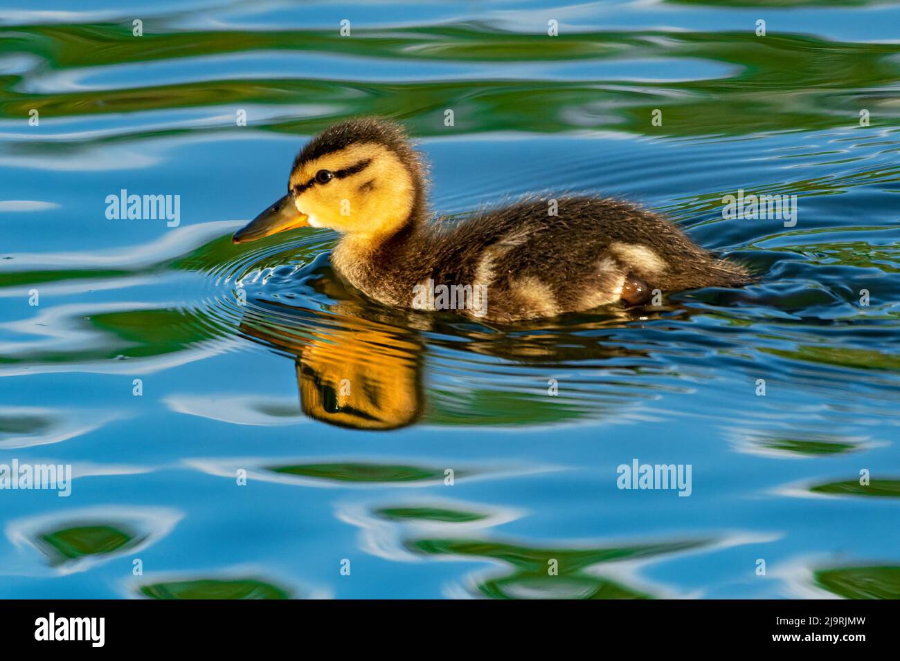 Canada, Manitoba, Winnipeg. Mallard duck gosling swimming Stock Photo