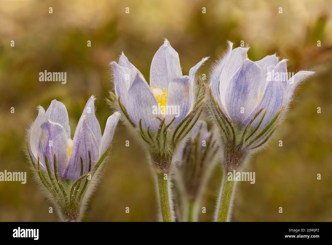 Canada, Manitoba, Sandilands Provincial Forest. Prairie crocus in bloom