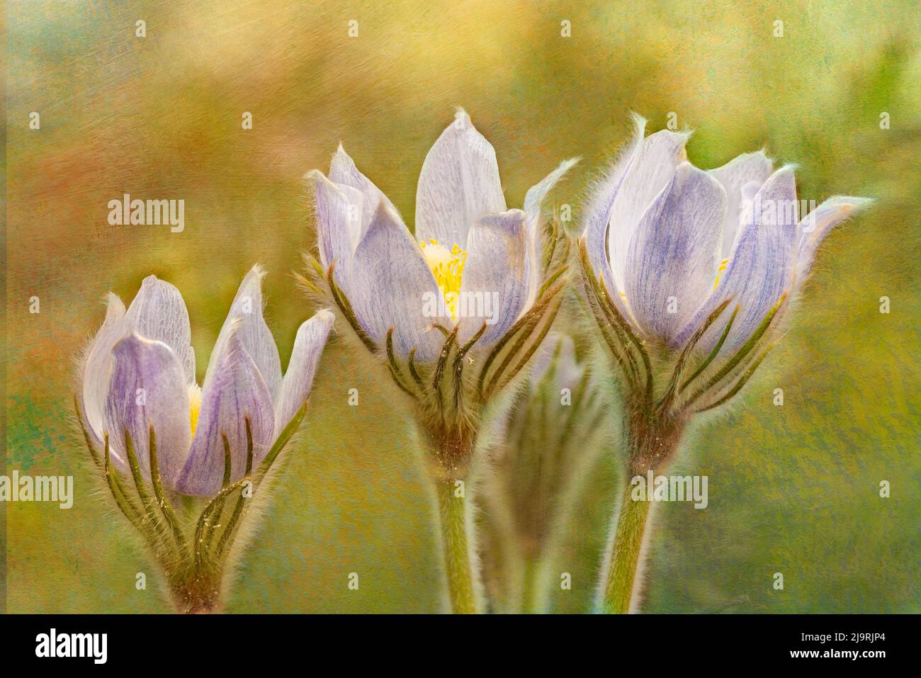 Canada, Manitoba, Sandilands Provincial Forest. Prairie crocus in bloom