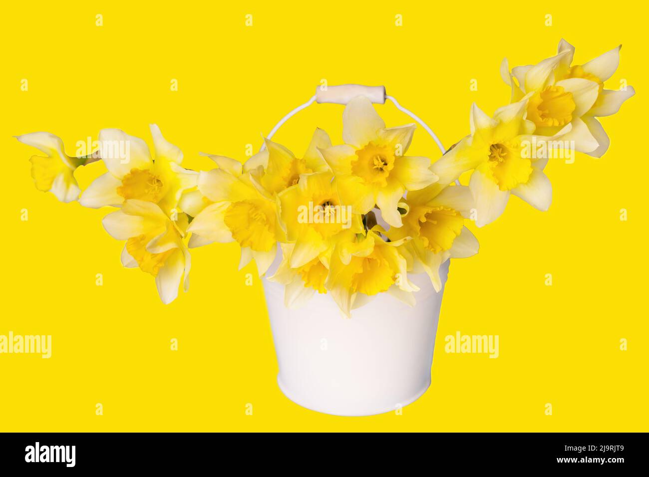 Spring flowers arrangement made from fresh yellow daffodils in a steel ...