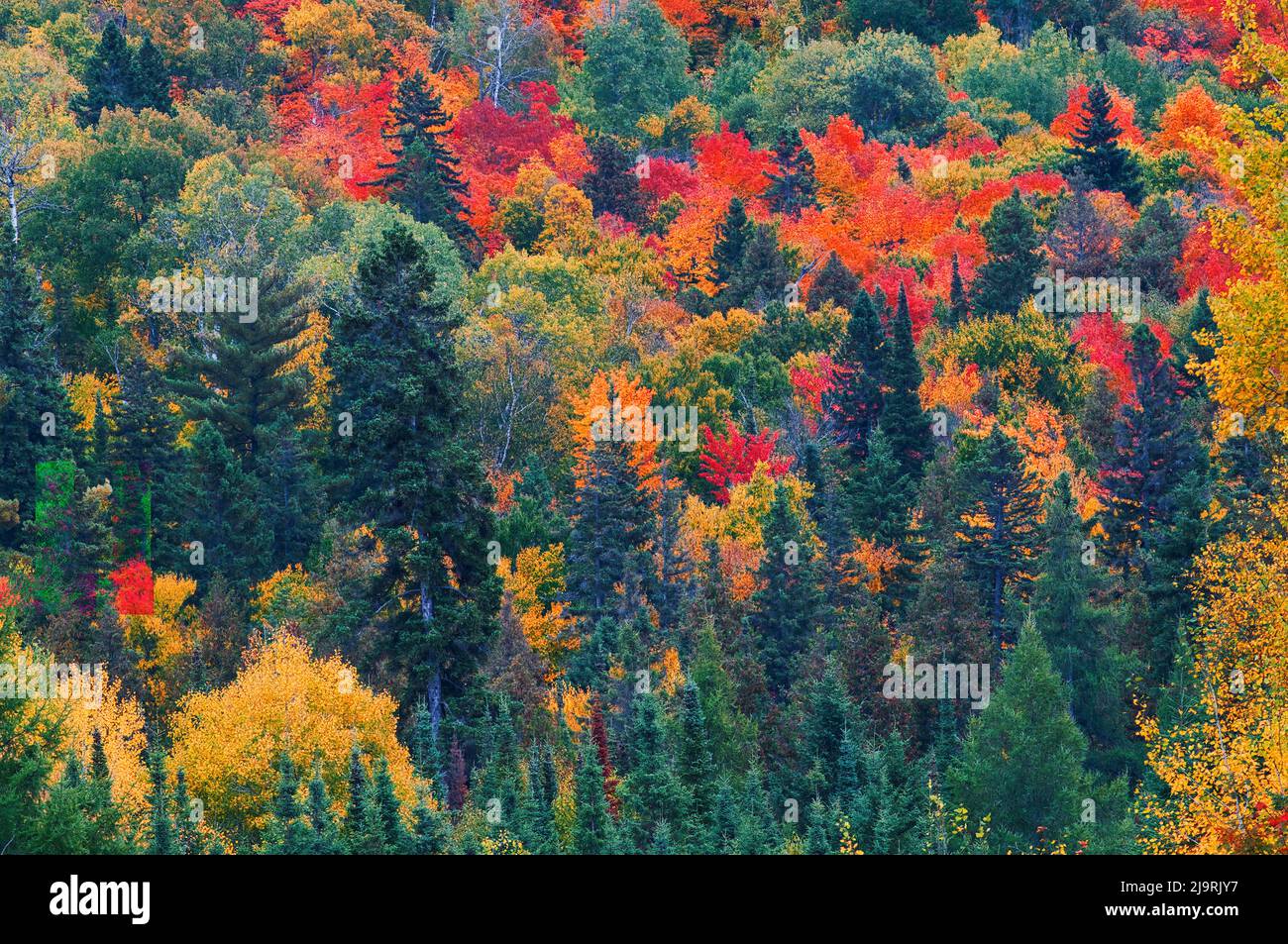 Canada, Ontario, Mississauga Provincial Park. Autumn colors in forest