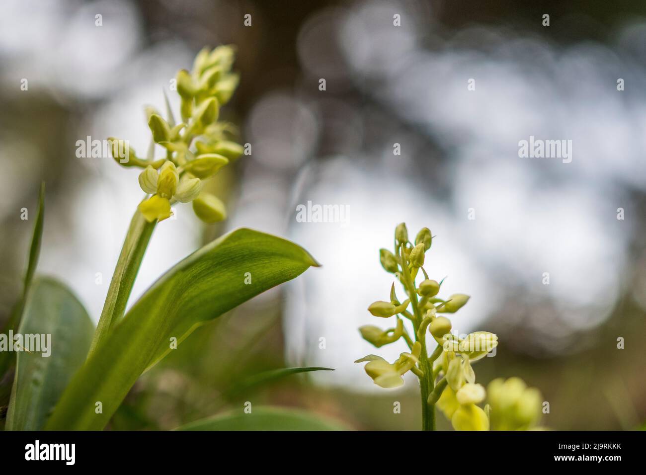 Orchis pallens, the pale orchid or pale-flowered orchid, is a perennial herbaceous plant belonging to the genus Orchis of the family Orchidaceae. Stock Photo