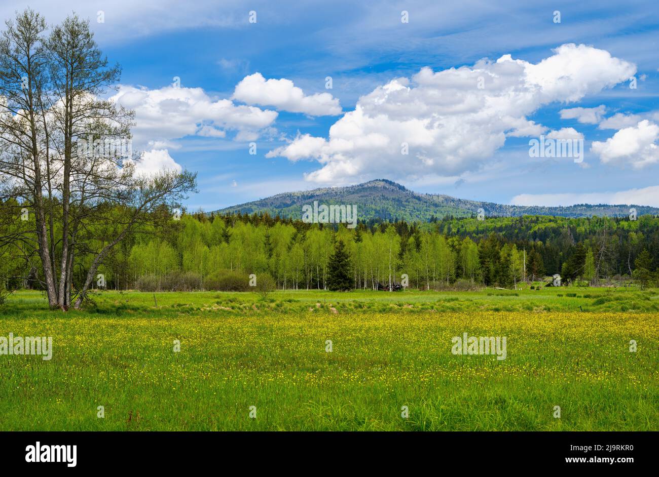 Grosser Rachel mountain seen from the wetland area Grosser Filz and Klosterfilz in the Bavarian Forest National Park near Sankt Oswald. Germany, Bavar Stock Photo