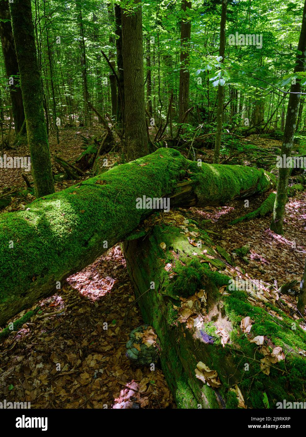 Primeval forest in the Bavarian Forest National Park near village