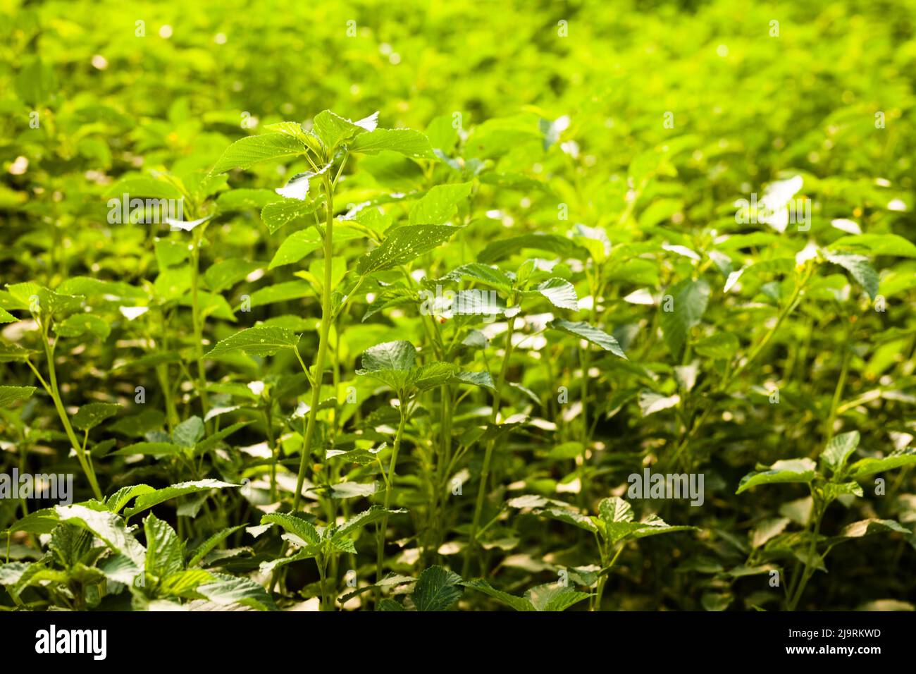 White jute plantation in greenhouse Stock Photo