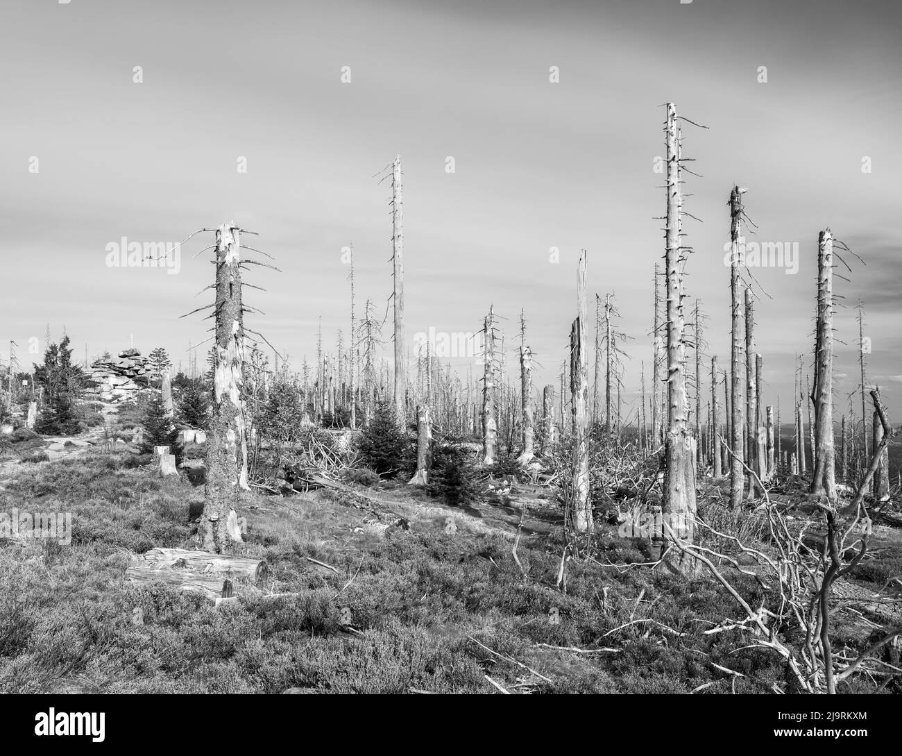 Mount Dreisesselberg. Ecological succession. Coarse woody debris of former monoculture destroyed by bark beetle. Future primeval forest in the Bavaria Stock Photo
