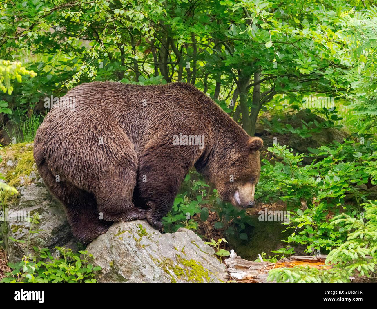 Eurasian brown bear or common brown bear during spring. Enclosure in the Bavarian Forest National Park, Germany, Bavaria Stock Photo
