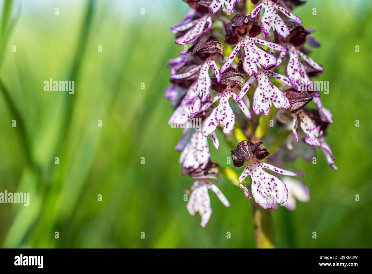 Orchis purpurea, the lady orchid, is a herbaceous plant belonging to the genus Orchis of the family Orchidaceae. Stock Photo