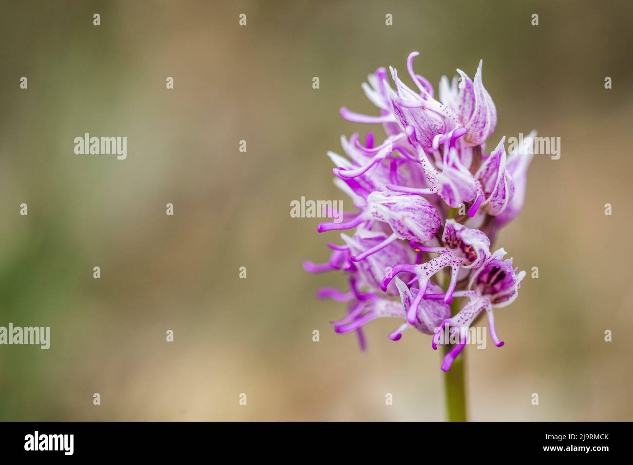 Orchis simia, commonly known as the monkey orchid, is a greyish pink to reddish species of the genus Orchis. Stock Photo