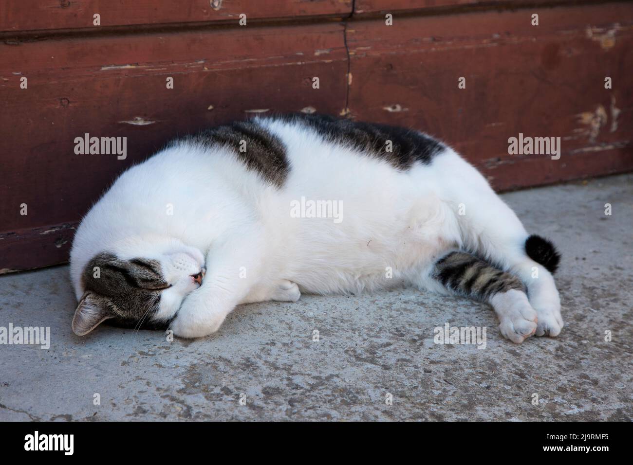 Italy, Tuscany, Crete Senesi, Asciano. Cat sleeping along the streets of Asciano. Stock Photo