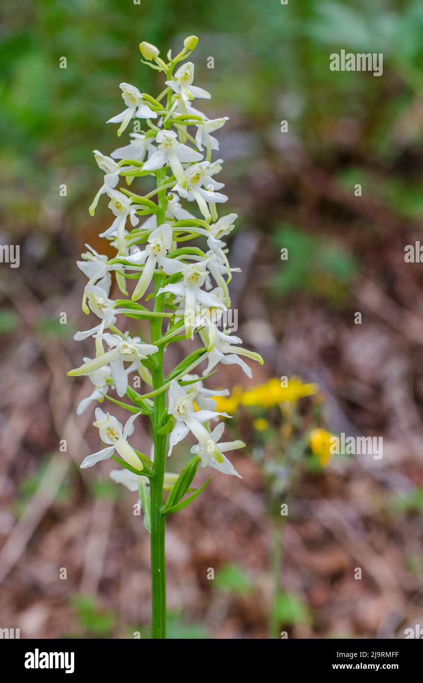 Platanthera bifolia, commonly known as the lesser butterfly-orchid, is a  species of orchid in the genus Platanthera Stock Photo - Alamy