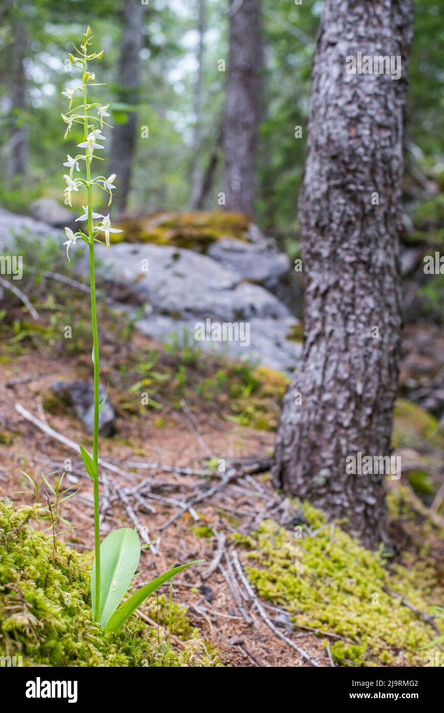 Platanthera bifolia, commonly known as the lesser butterflyorchid, is