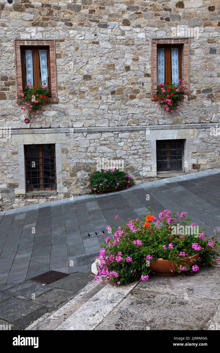 Italy, Radda in Chianti. Blooming ivy geranium on window boxes and streets of Radda in Chianti. Stock Photo