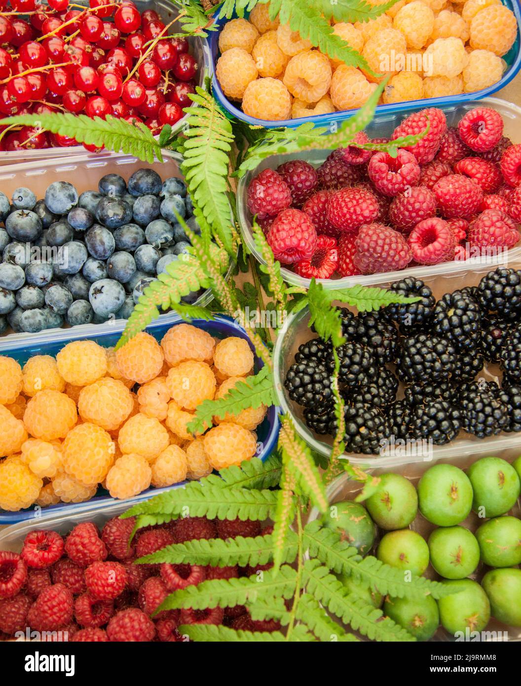 Italy, Venice. A variety of berries on display and for sale in the Rialto Market. Stock Photo
