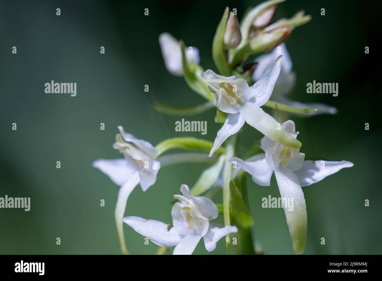 Platanthera bifolia, commonly known as the lesser butterflyorchid, is