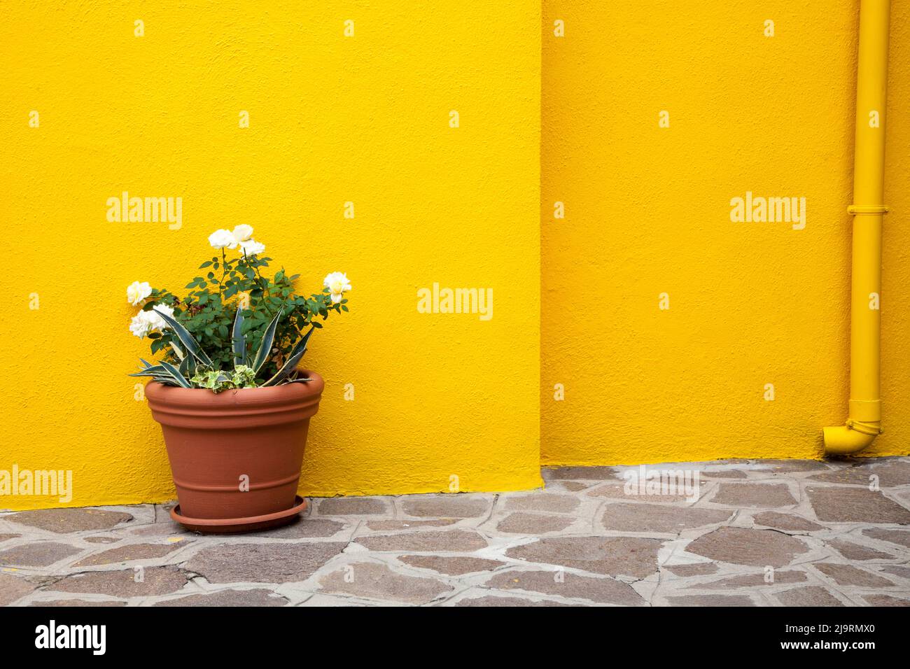 Italy, Venice, Burano Island. Flowerpot against a yellow well on the streets of Burano Island. Stock Photo