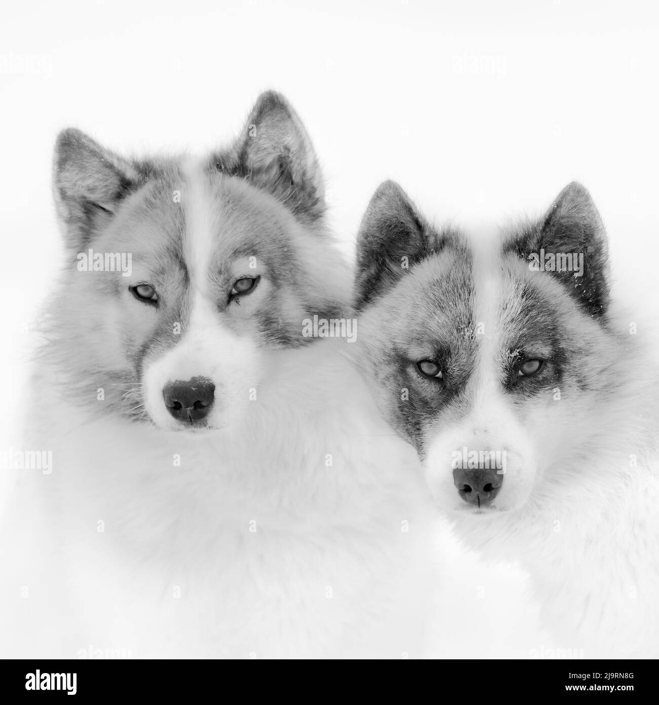 Sled dogs on sea ice during winter near Uummannaq in northern West Greenland beyond the Arctic Circle. Greenland, Danish territory Stock Photo