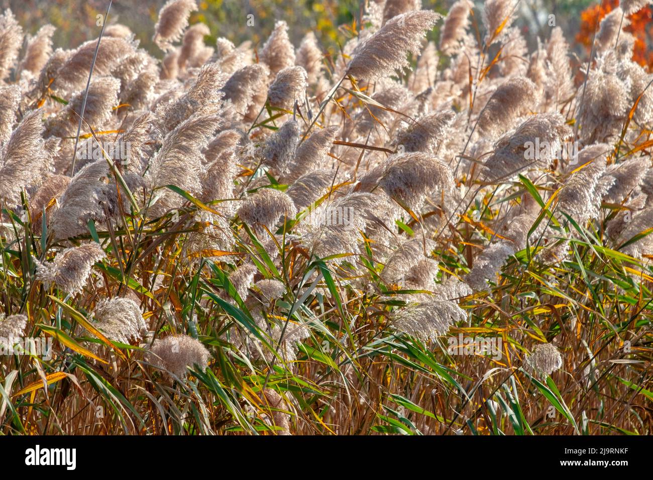 Reedgrass blowing in the wind Stock Photo