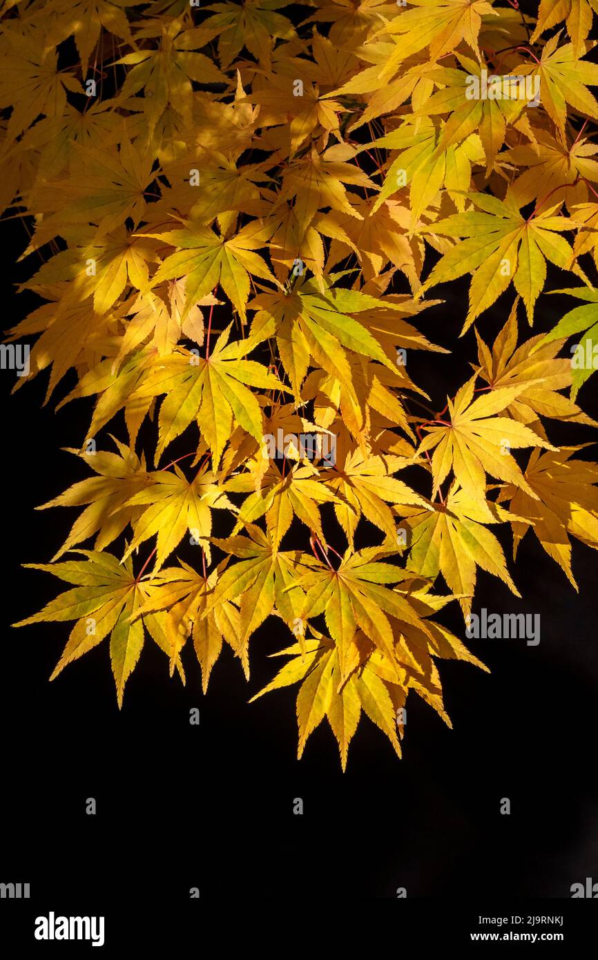 Japanese maple tree detail hi-res stock photography and images - Alamy