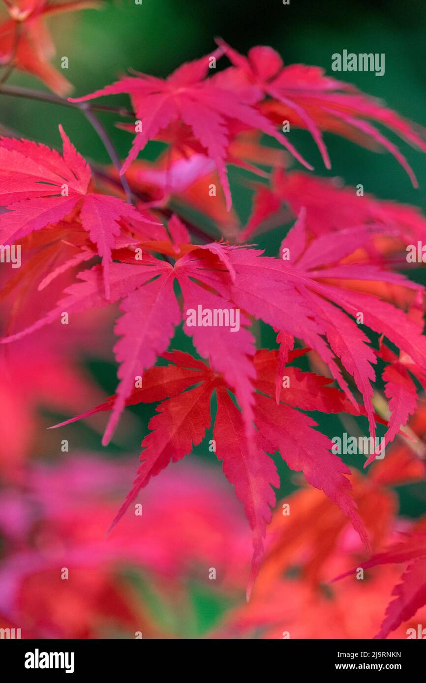 Japanese maple tree detail, New England Stock Photo Alamy