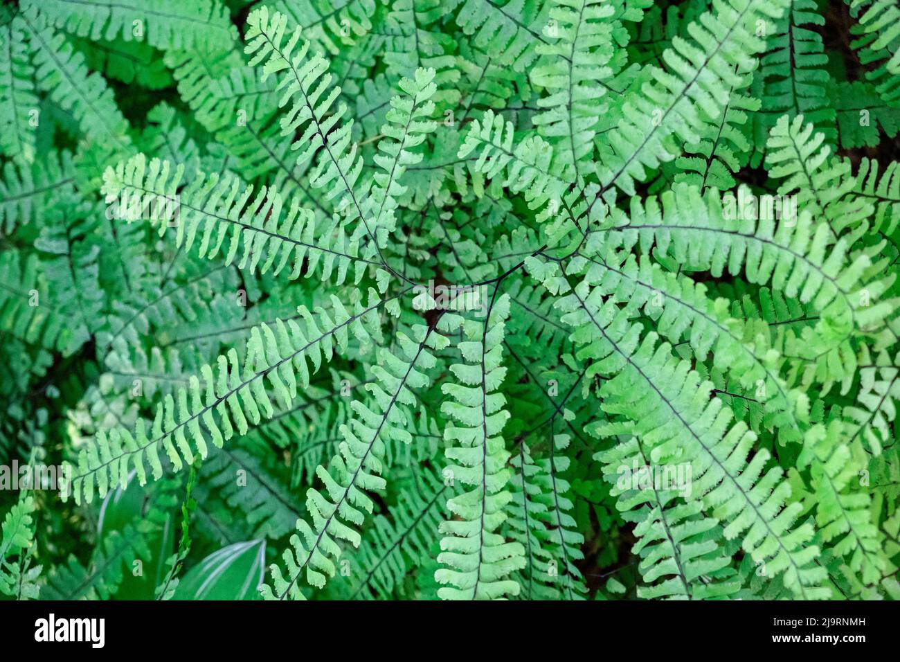 Maidenhair fern Stock Photo
