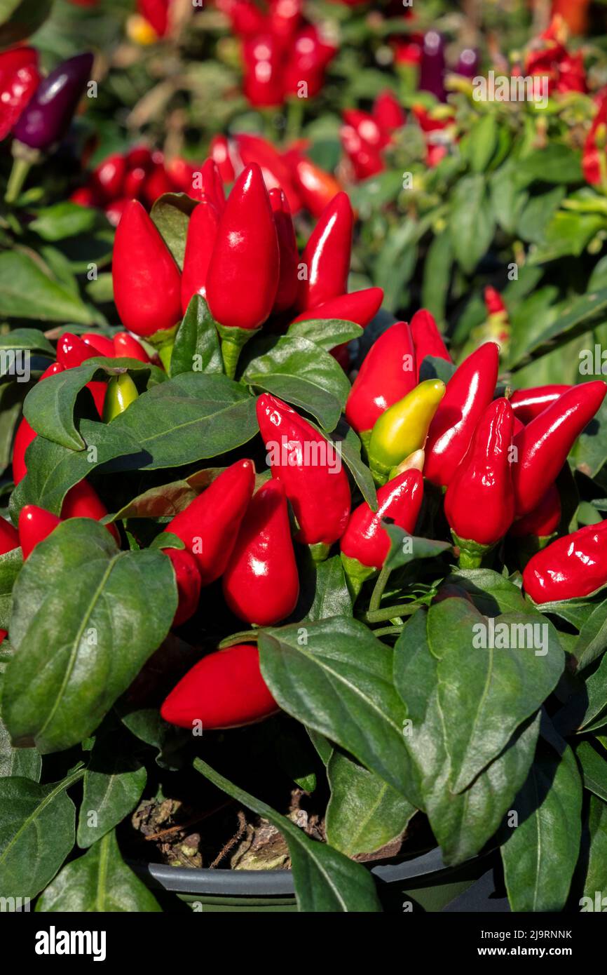 Ornamental pepper plant Stock Photo - Alamy