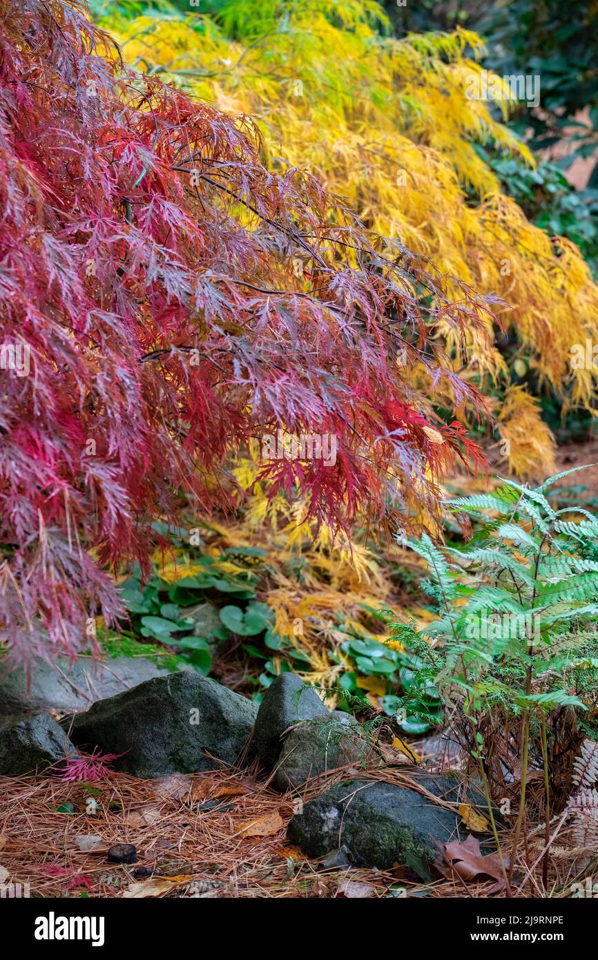 Japanese maple tree in autumn, New England Stock Photo Alamy