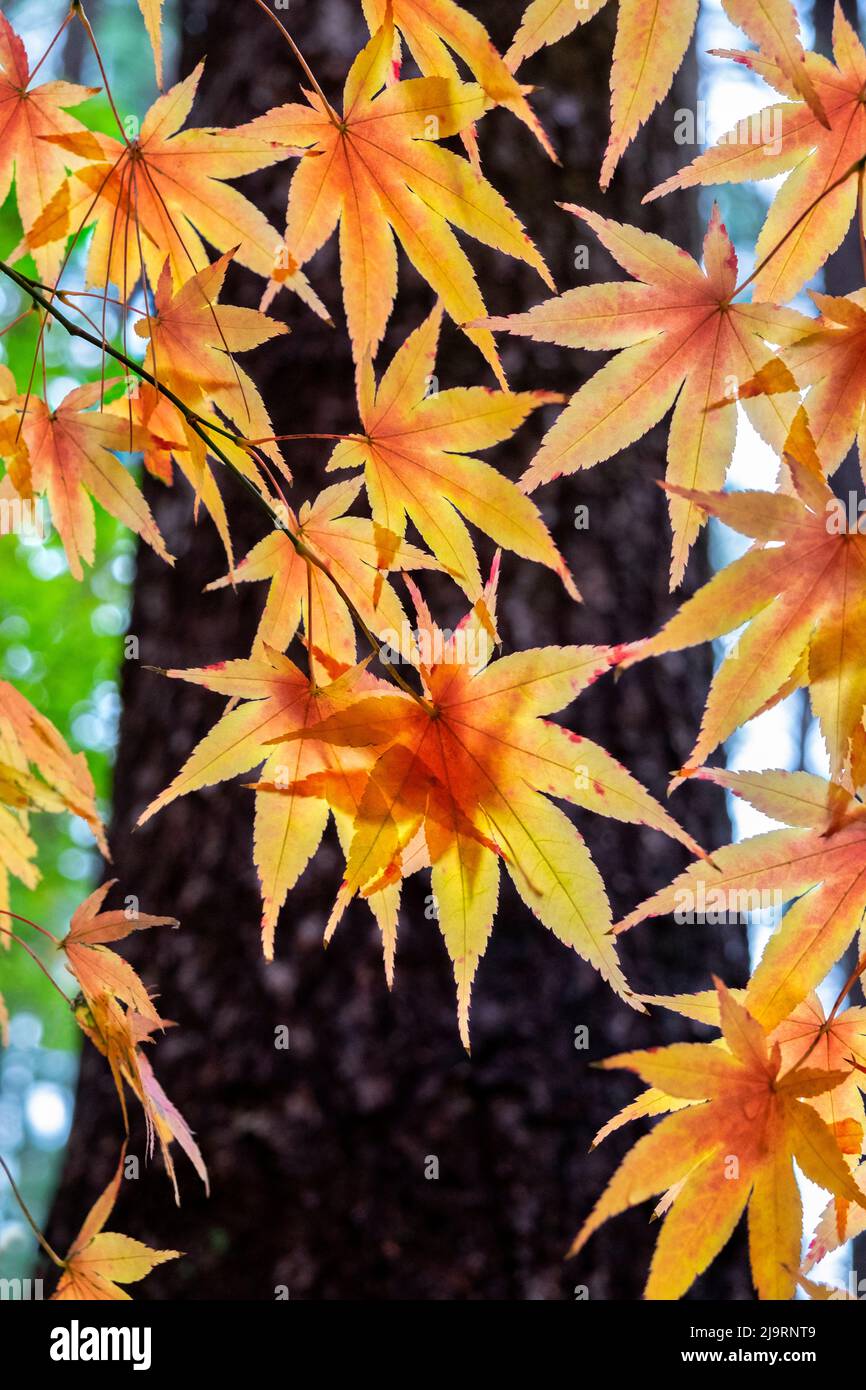 New england maple tree hi-res stock photography and images - Alamy