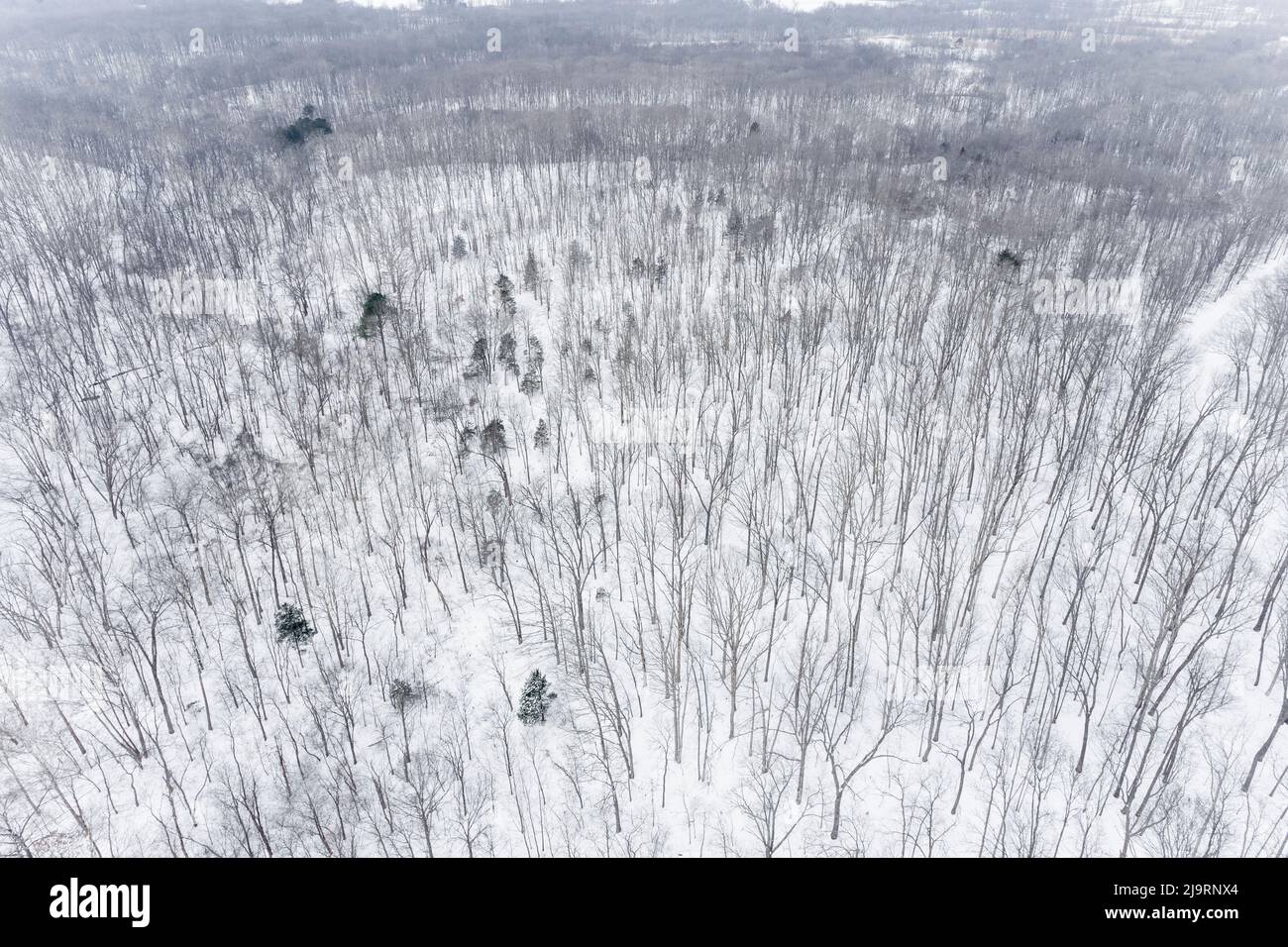 Aerial of snow-covered woods Stephen A. Forbes State Park, Marion County, Illinois. Stock Photo