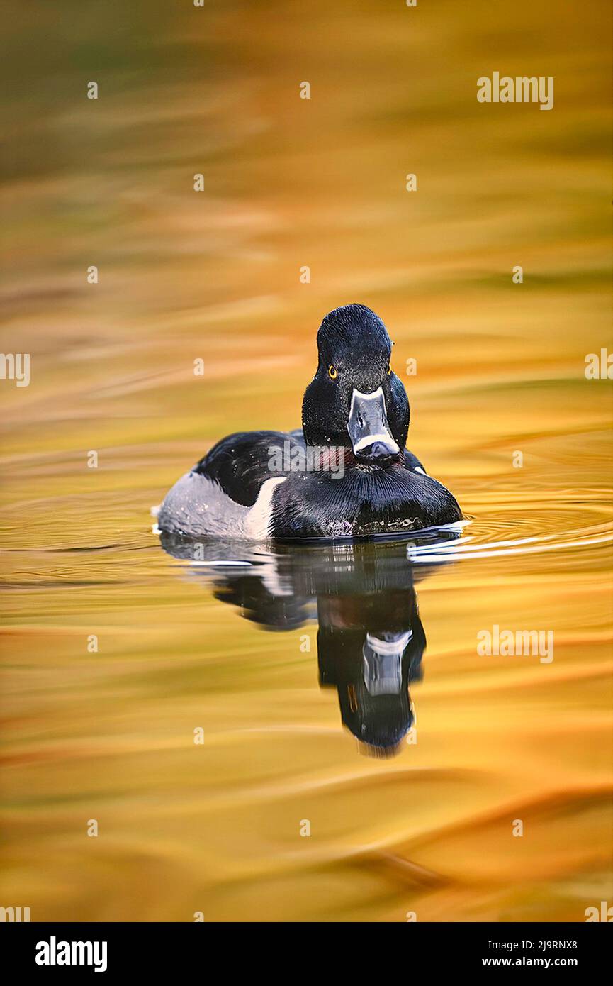 Ring-necked duck Stock Photo