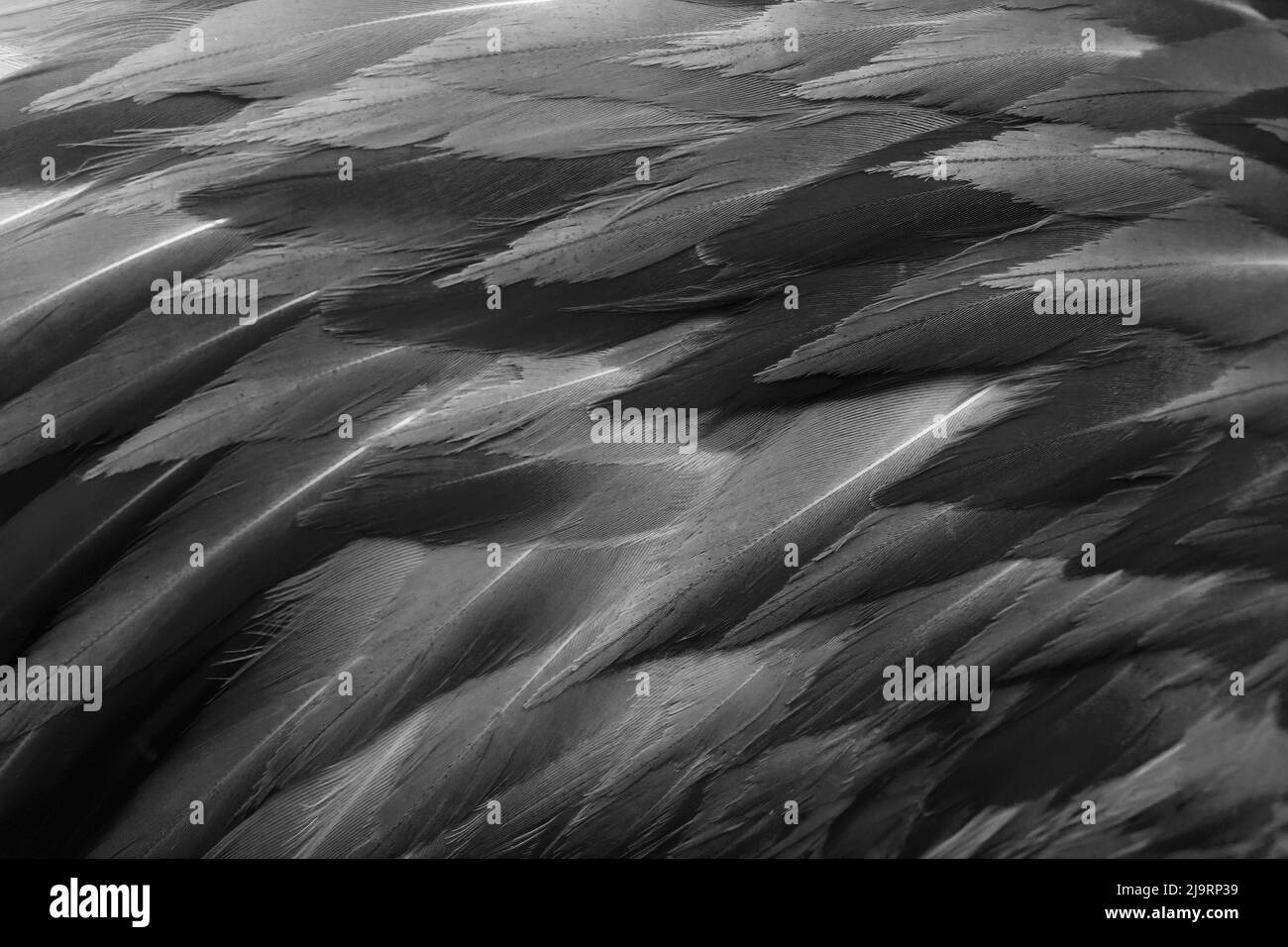 Black and white of pattern in American flamingo feathers Stock Photo
