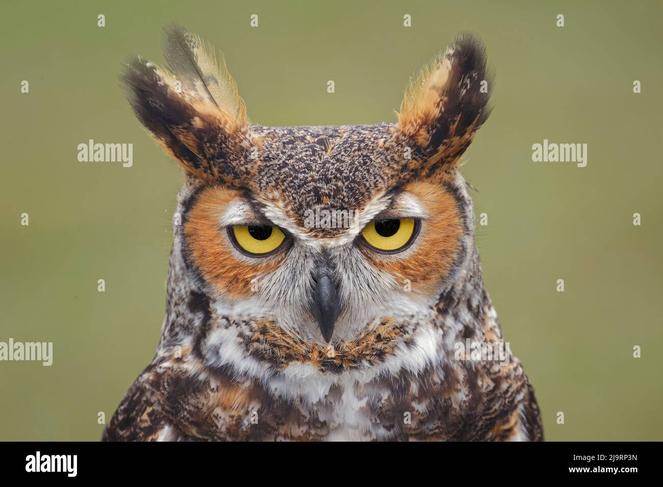Great horned owl portrait Stock Photo - Alamy