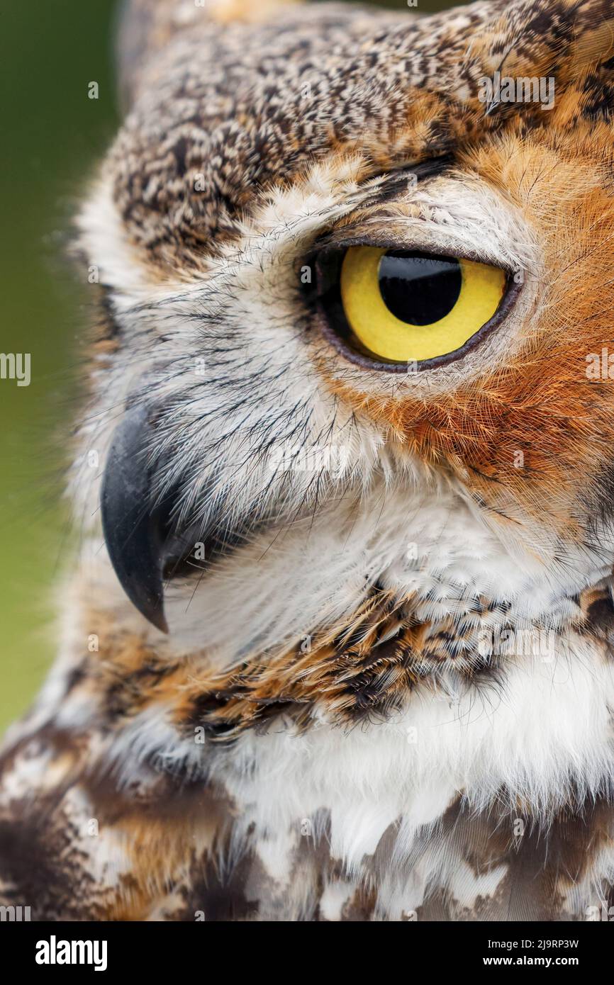 Great horned owl portrait Stock Photo - Alamy