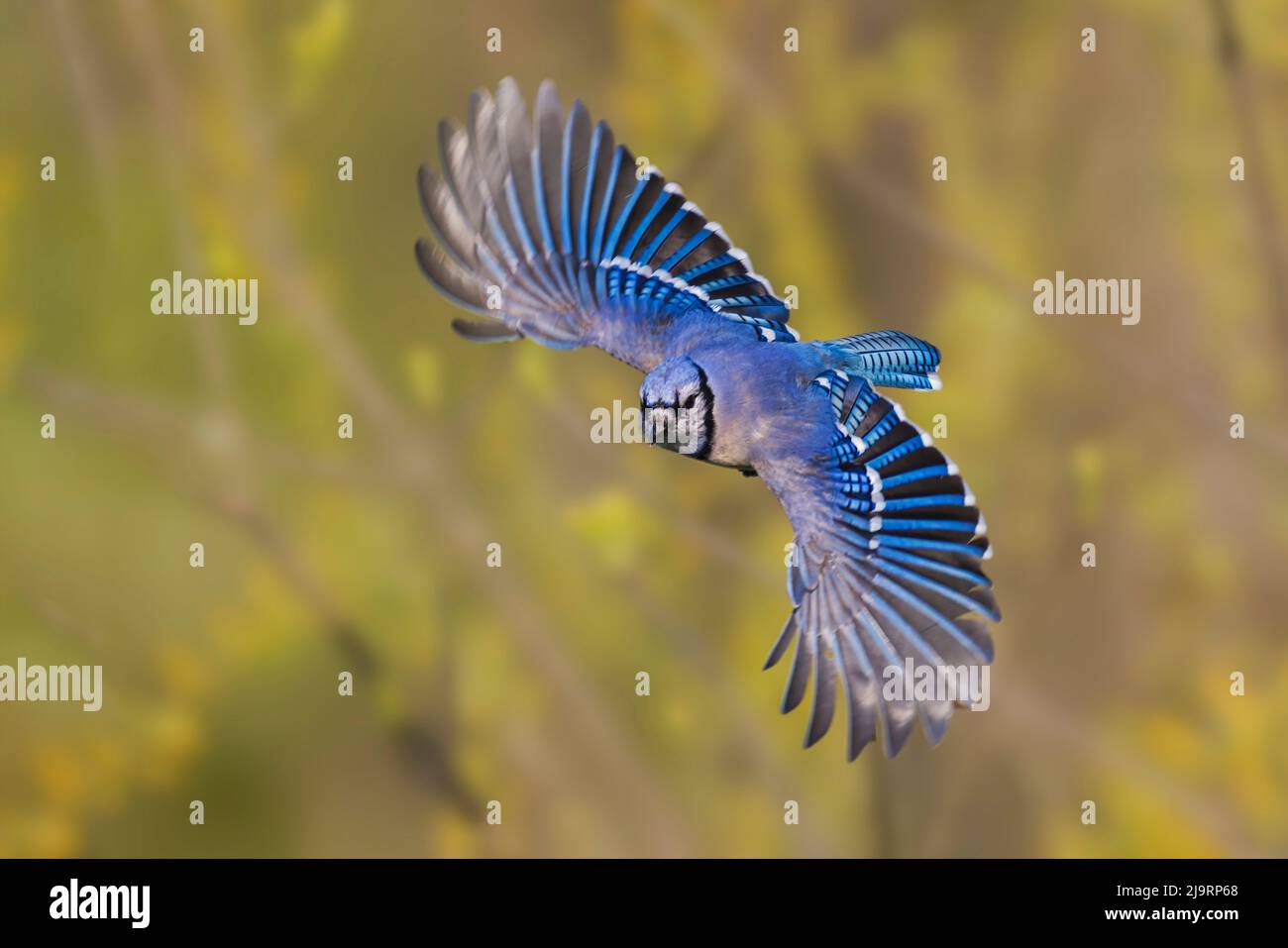 BLUE JAY in flight (Cyanocitta cristata) ©Jim