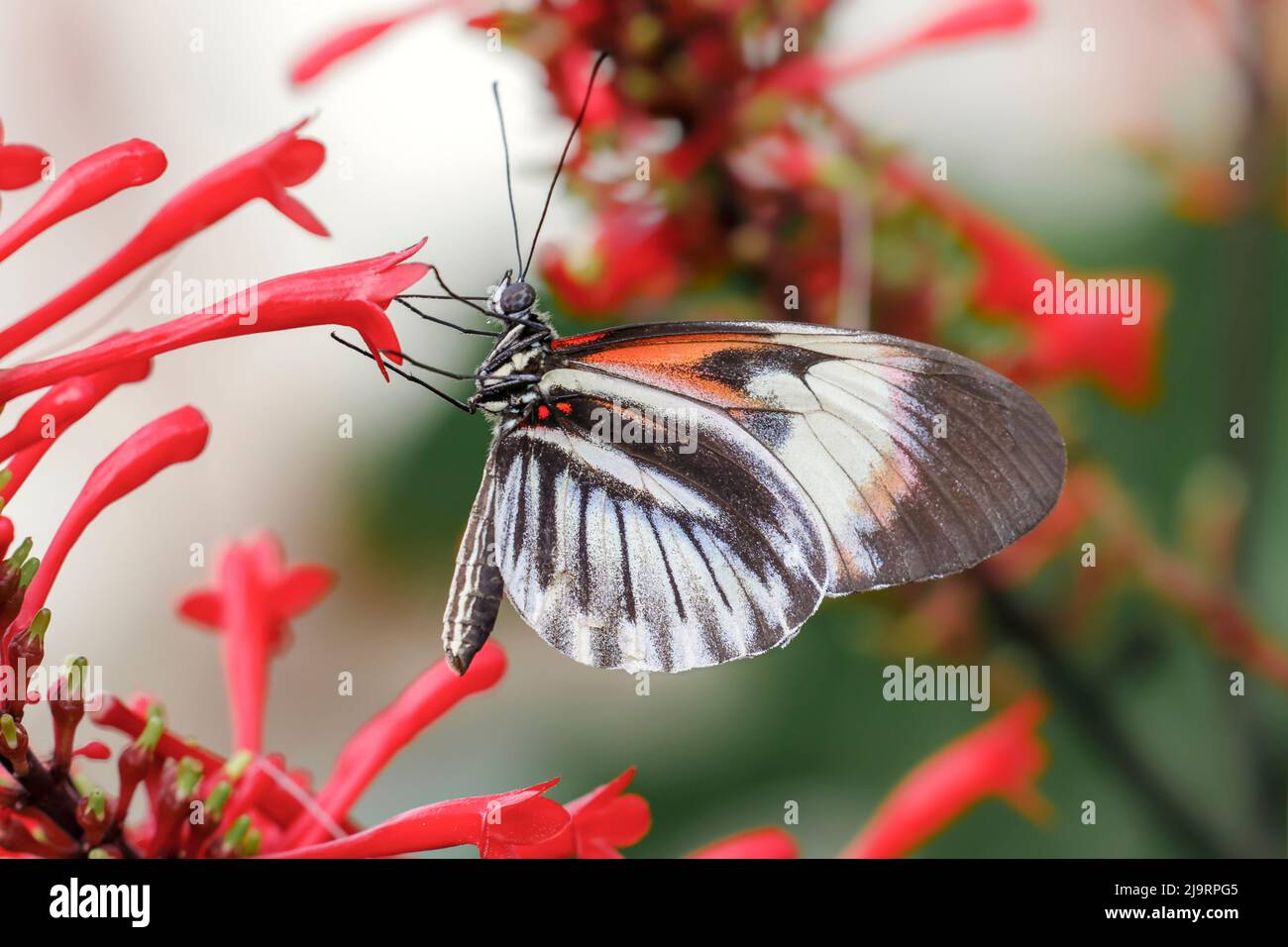 Piano key or Postman butterflies Stock Photo