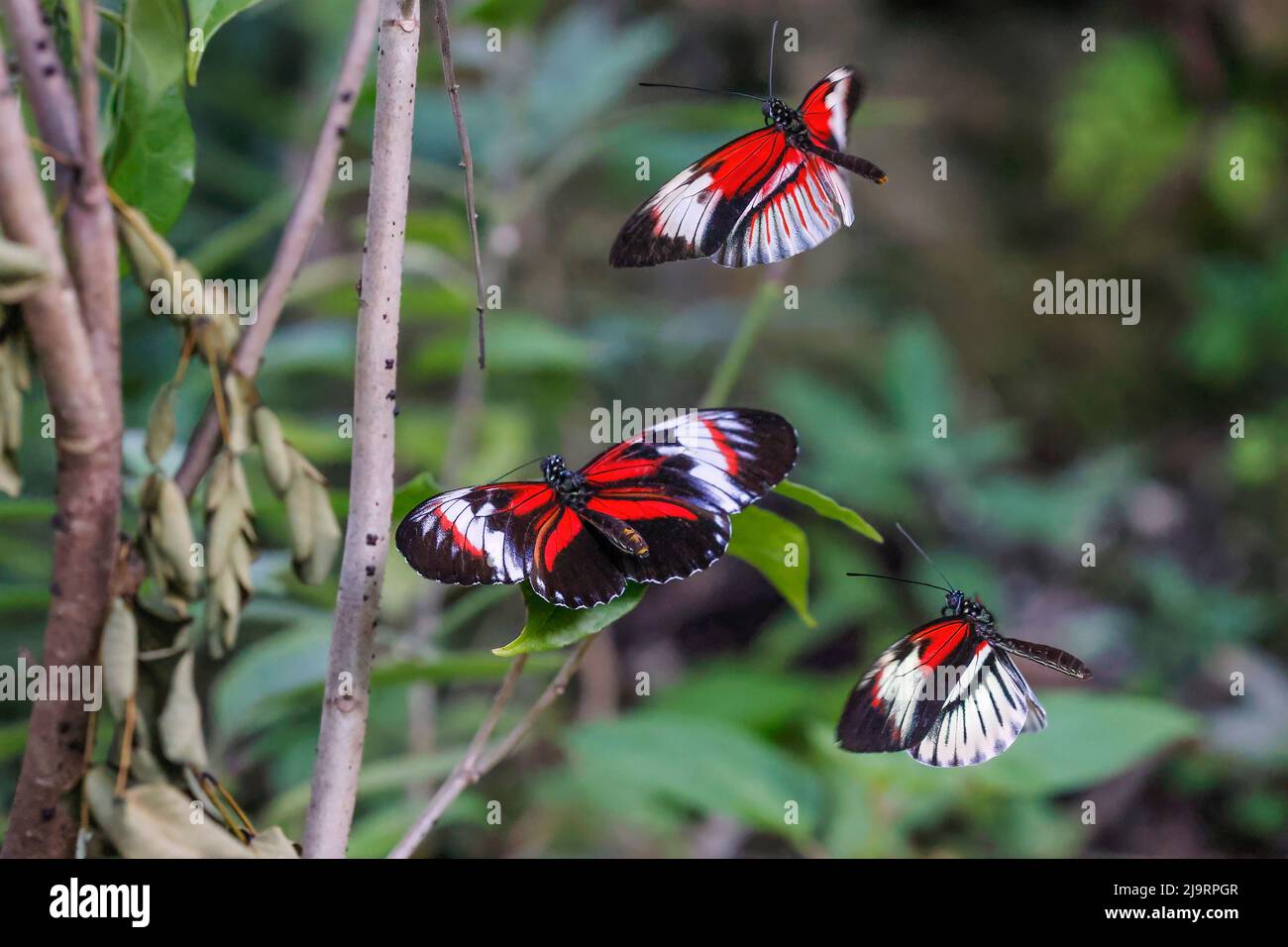 Piano key or Postman butterflies flying Stock Photo