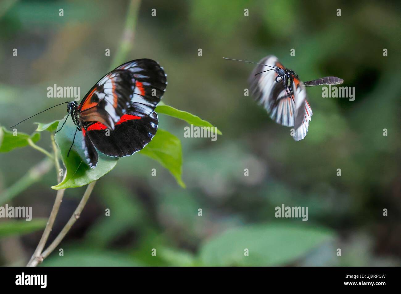 Piano key or Postman butterflies flying Stock Photo