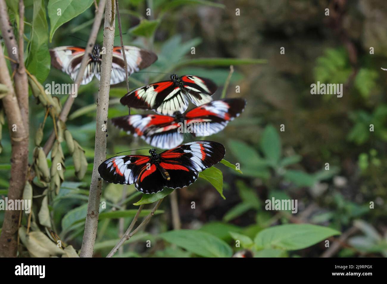 Piano key or Postman butterflies flying Stock Photo
