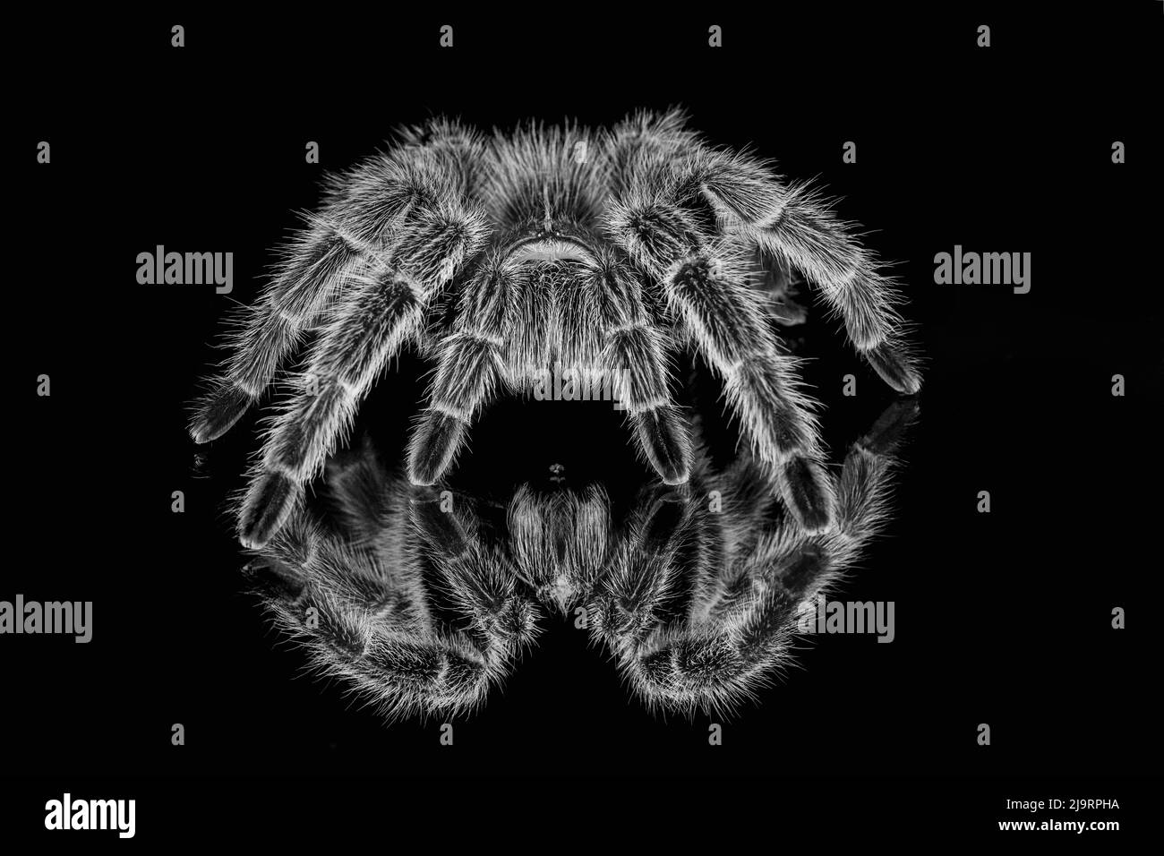 Black and white of Mexican redknee tarantula reflected on mirror. Stock Photo