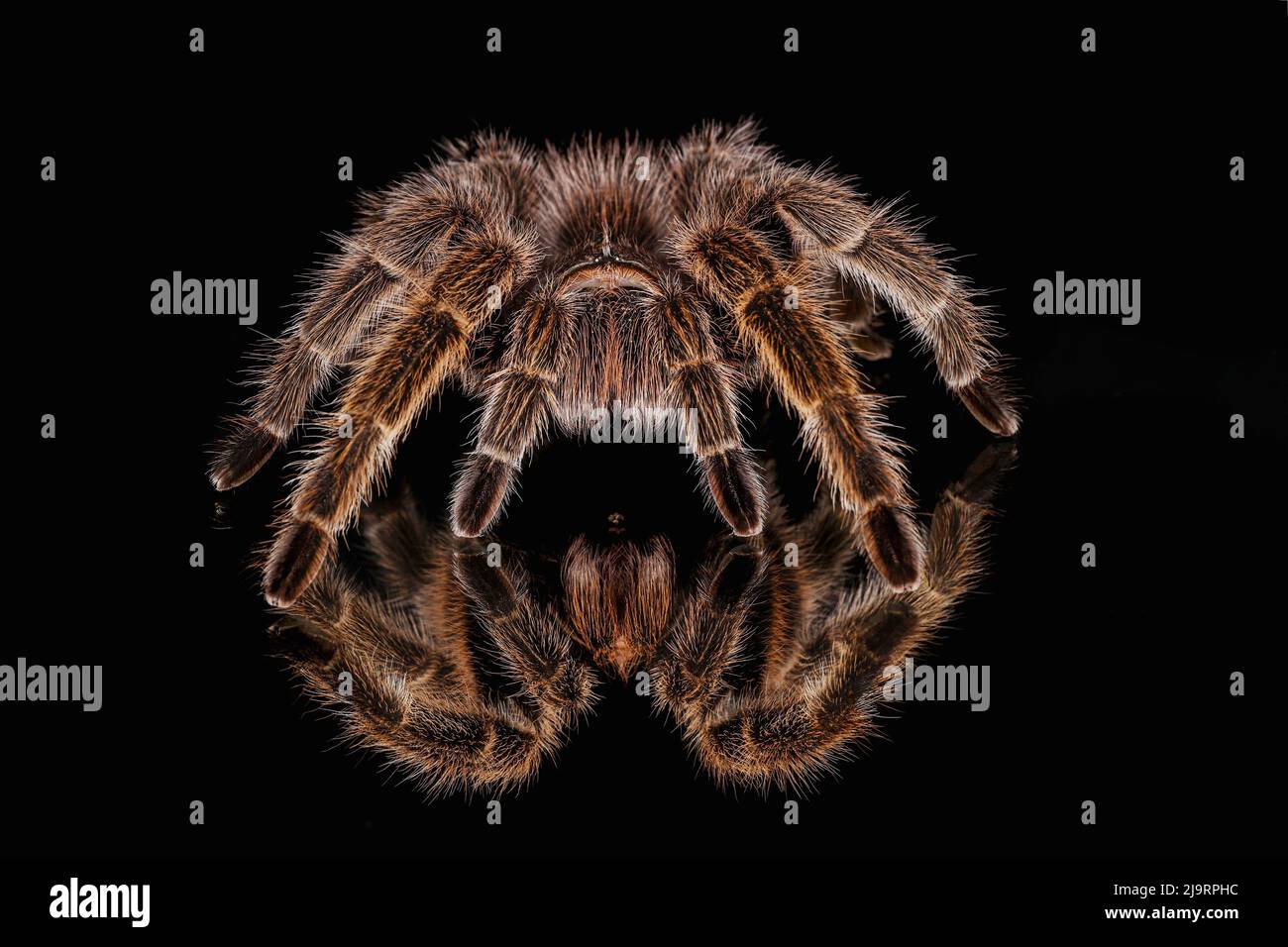 Mexican redknee tarantula reflected on mirror. Stock Photo