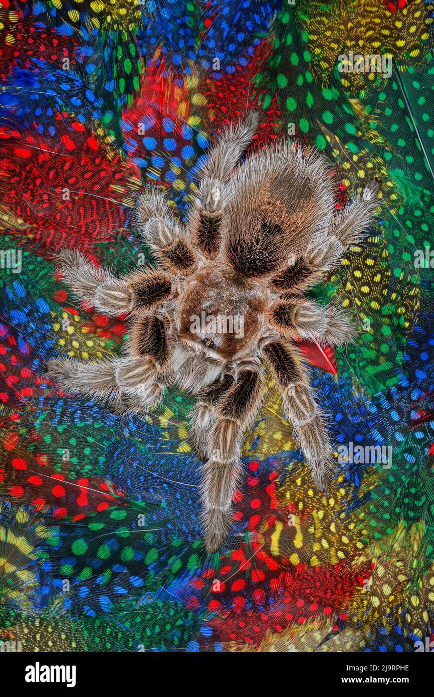 Mexican redknee tarantula on colorful feathers Stock Photo